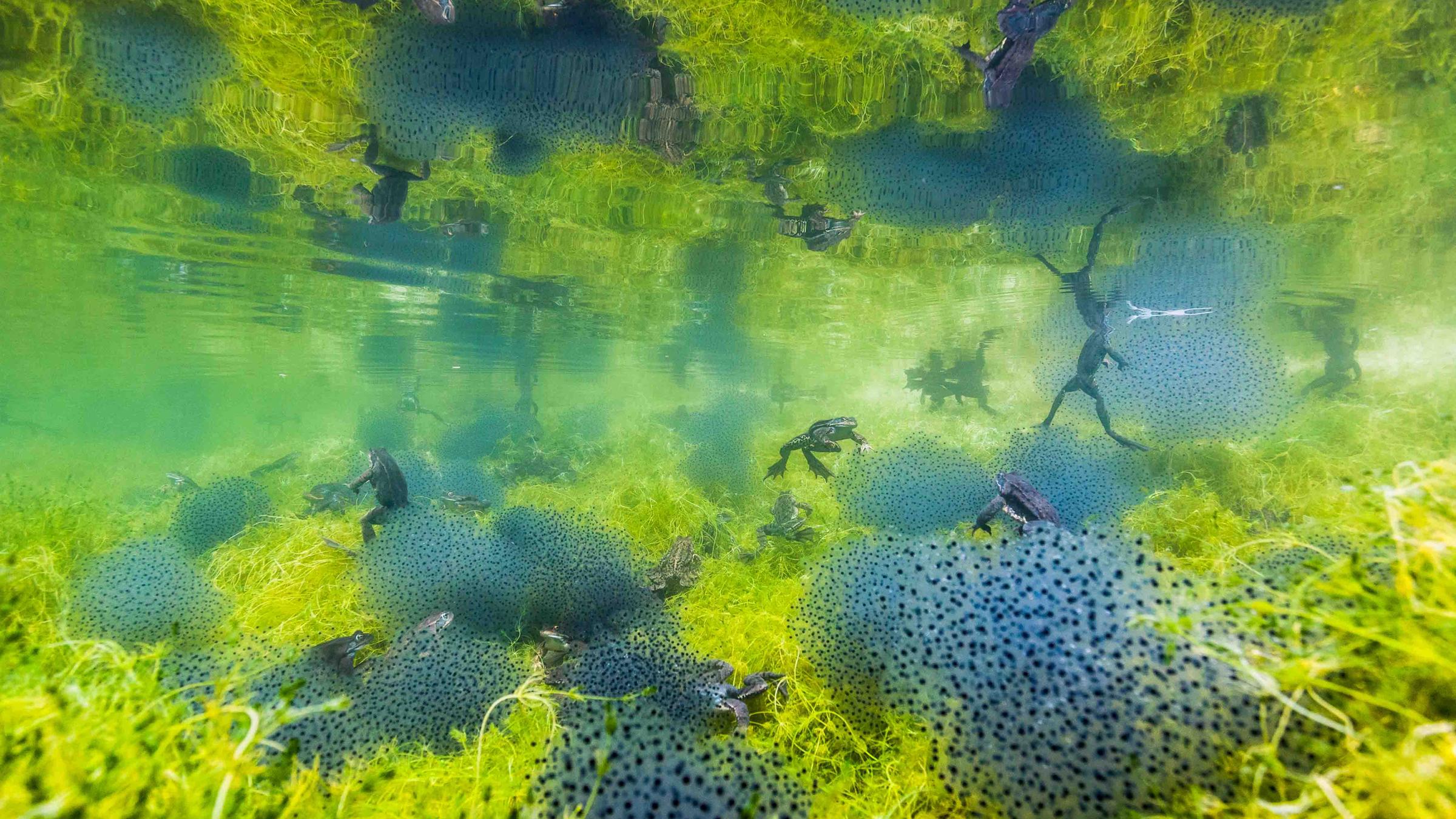 Kategorie: Amphibien und Reptilien