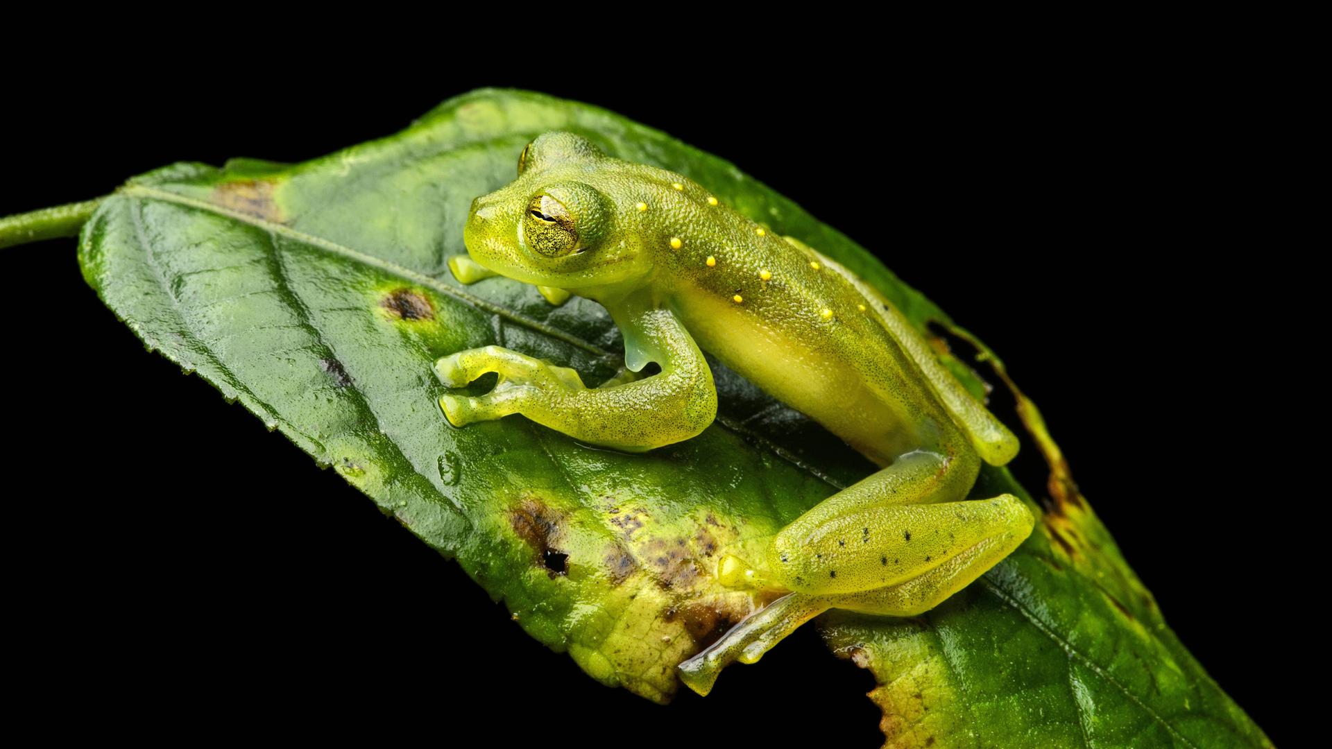 Frösche benutzen zum Schlucken keine Muskeln - sondern ihre Augäpfel.