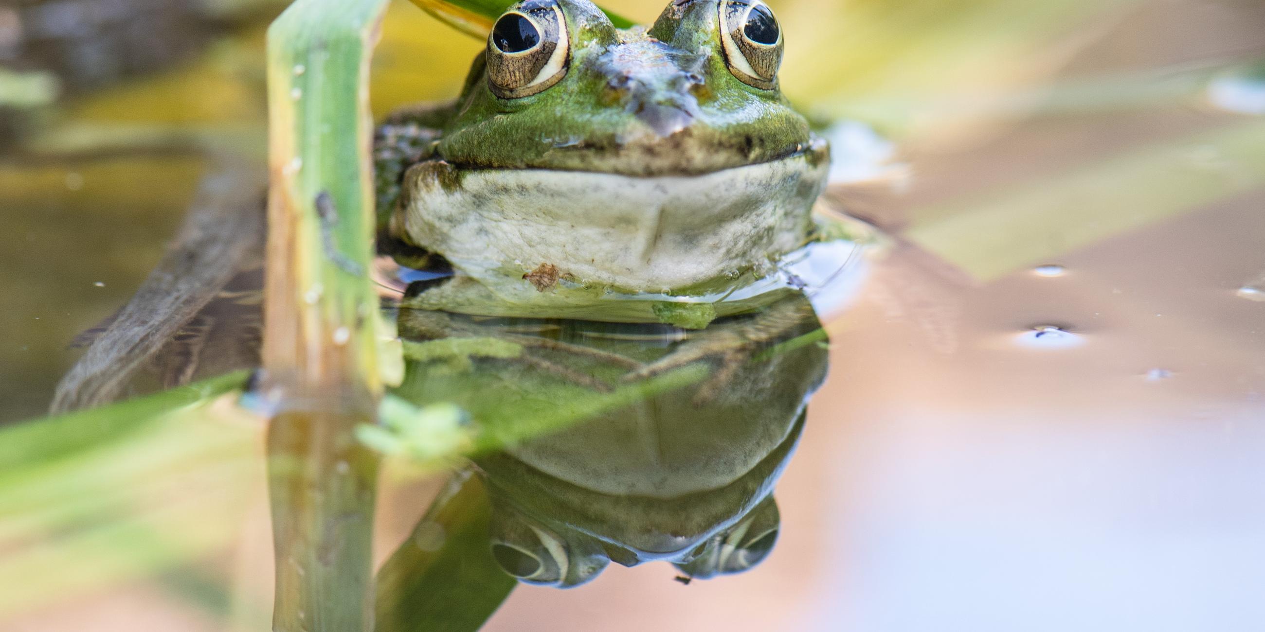 Ein Frosch im Wasser
