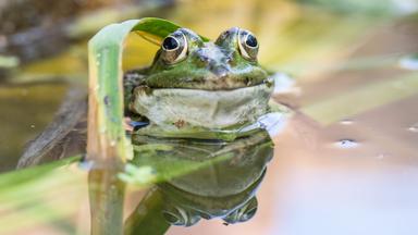 Ein Frosch im Wasser