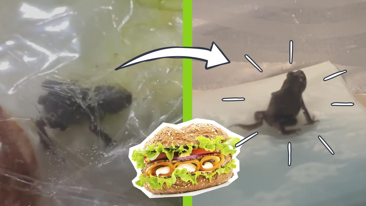 Frosch in der Salatverpackung, ein Sandwich und lebendiger Frosch