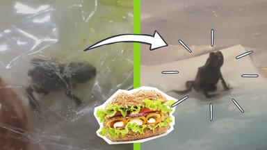 Frosch in der Salatverpackung, ein Sandwich und lebendiger Frosch