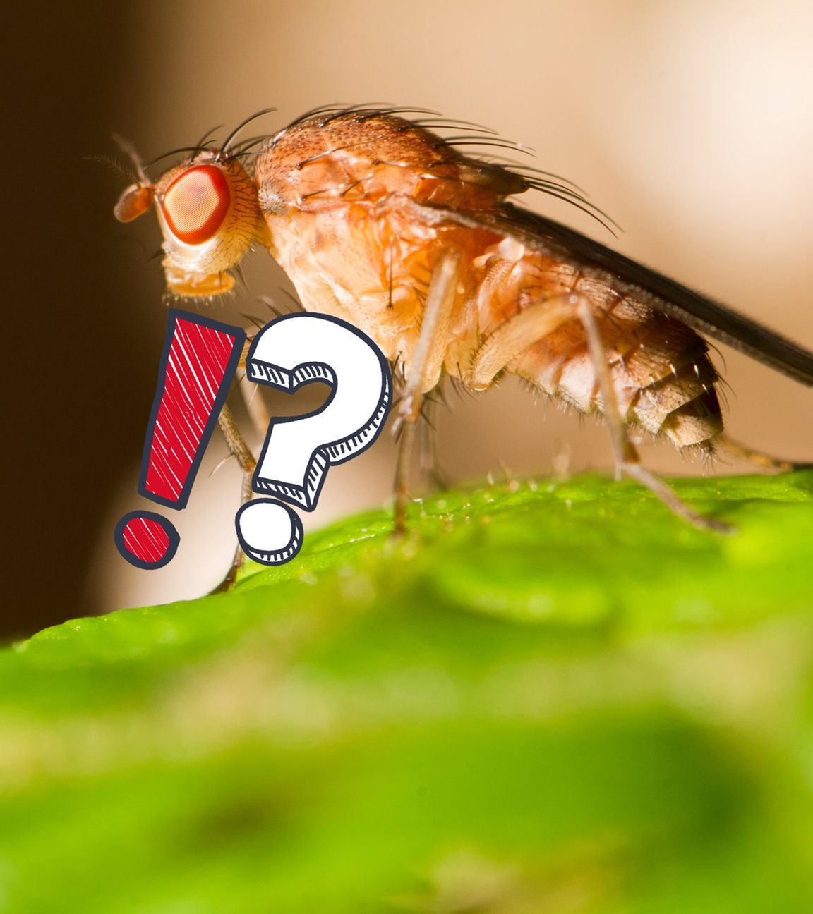 Fruchtfliege