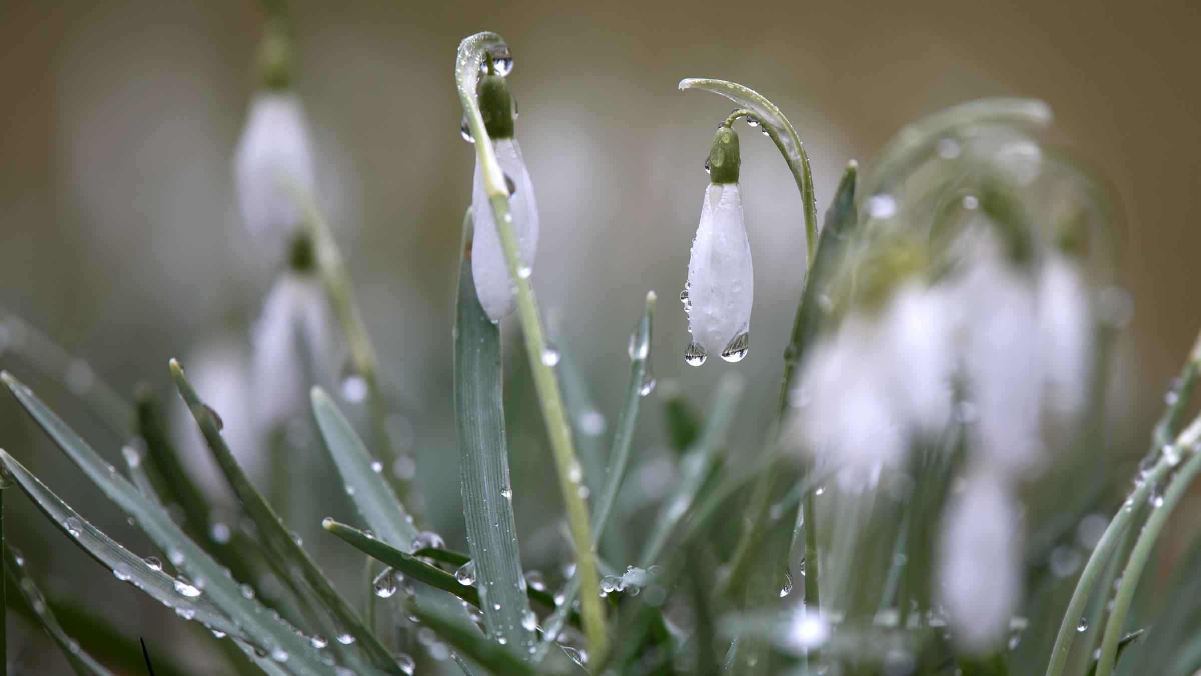 Schneeglöckchen mit Regentau.