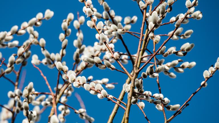 Die Blüten einer Weide: Weidenkätzchen.