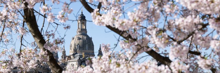 Blühende Zierkirsche am Ufer der Elbe vor der Frauenkirche