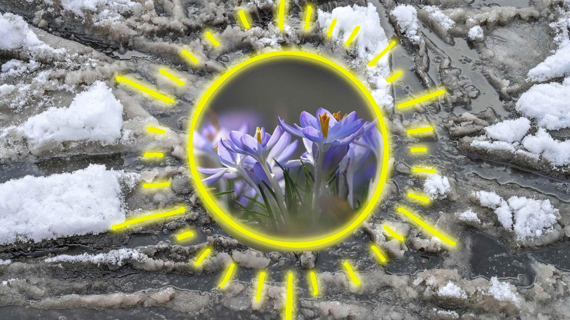 Im Hintergrund Schneematsch, im Vordergrund Krokusse in einer gelben grafischen Sonne.
