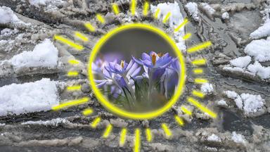 Im Hintergrund Schneematsch, im Vordergrund Krokusse in einer gelben grafischen Sonne.