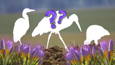 Die Umrisse von drei Vögeln und darauf zwei lilane Fragezeichen, davor links und rechts lilane Krokusse
