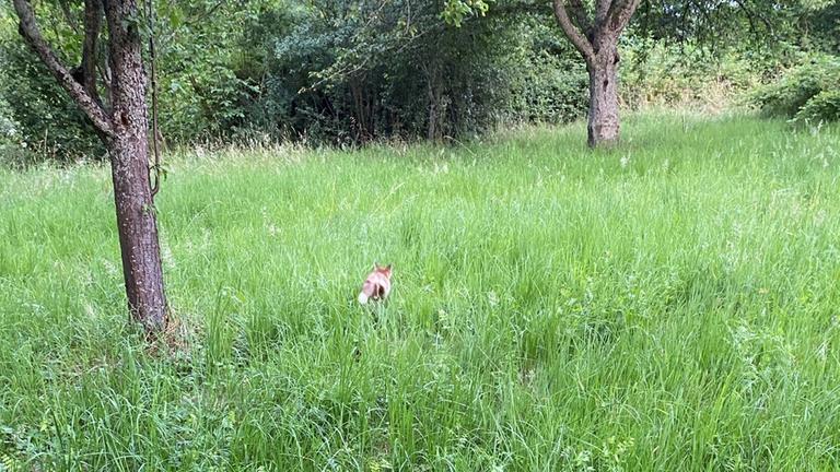 Feuerwehr schneidet einen Fuchs aus einem Tor. 