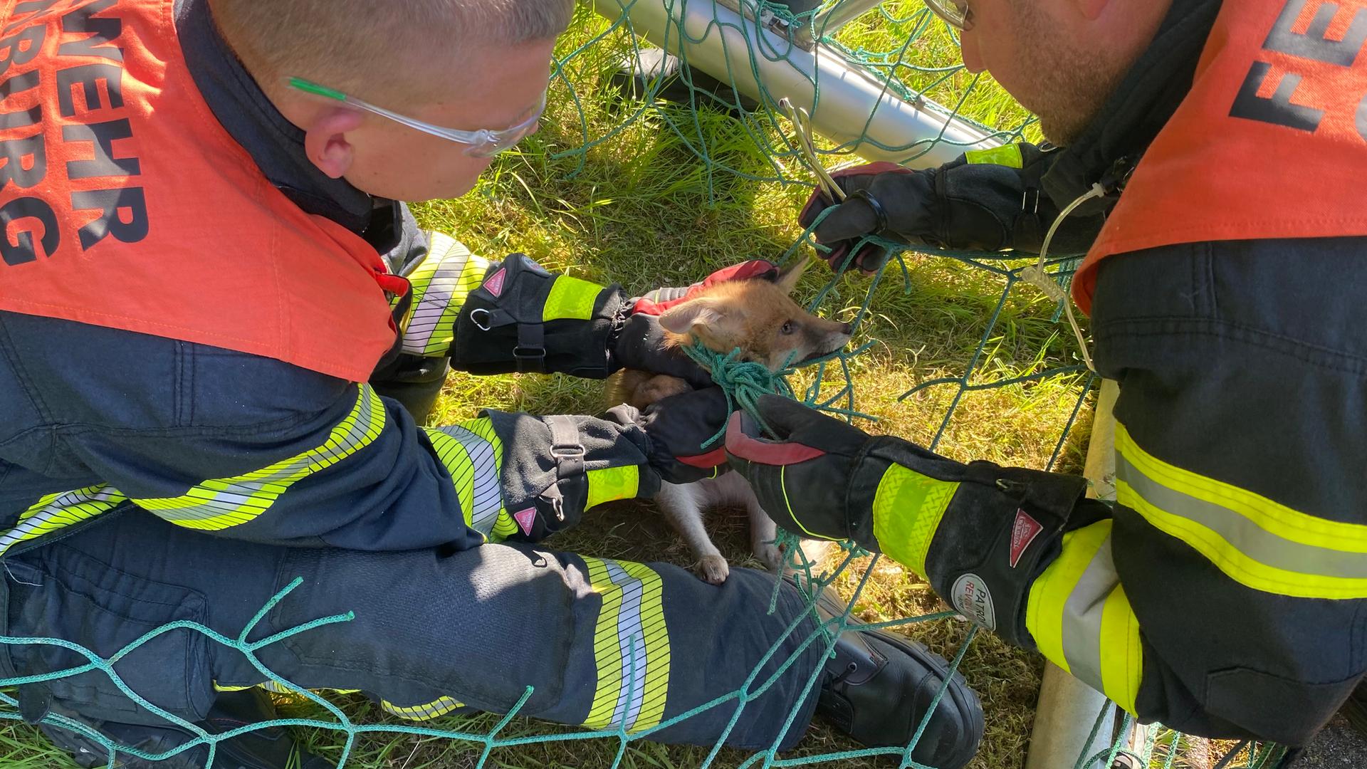 Feuerwehr schneidet einen Fuchs aus einem Tor. 