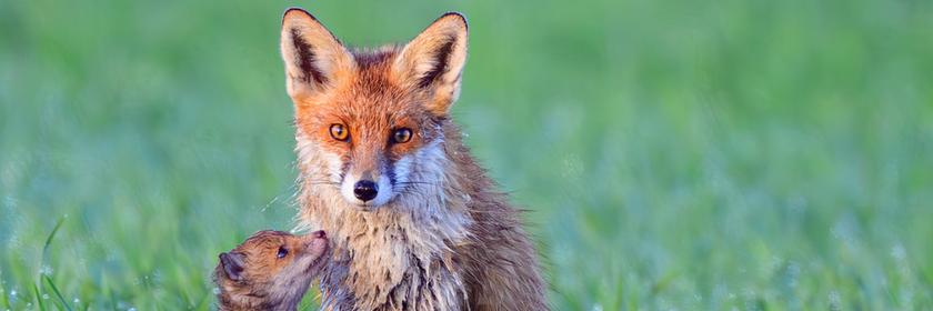 Füchsin mit ihrem Kind auf Wiese in Brandenburg
