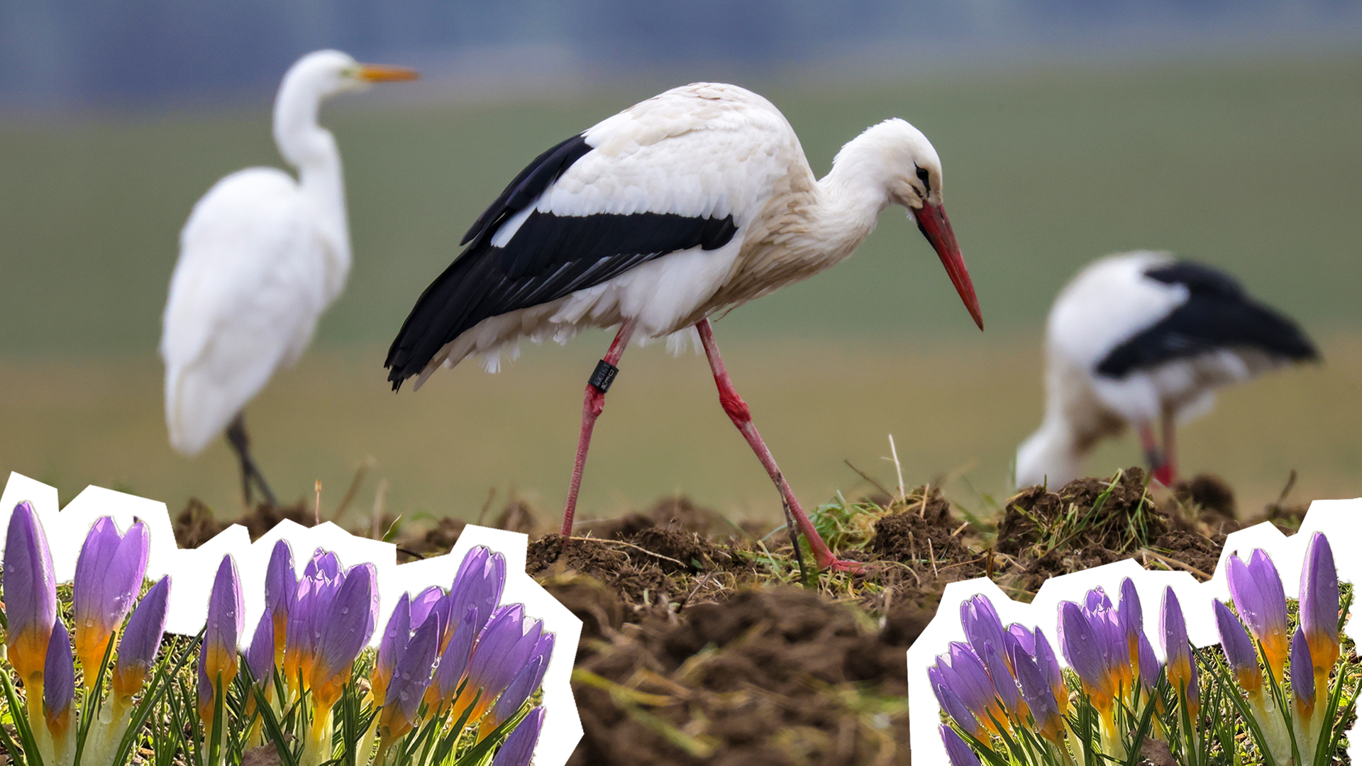 Zwei Störche und ein anderer weißer Vogel, davor links und rechts lilane Krokusse