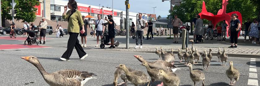 Graugänse gehen mit ihrem Nachwuchs ordnungsgemäß über eine Ampel vom Maschsee in den Maschpark in Hannovers Innenstadt. 
