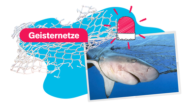 Ein Foto von einem Hai, der sich in einem Netz verheddert hat, darüber ein ausgeschnittenes Netz und der Schriftzug "Geisternetze", außerdem eine gezeichnete, rote Alarmlampe. 