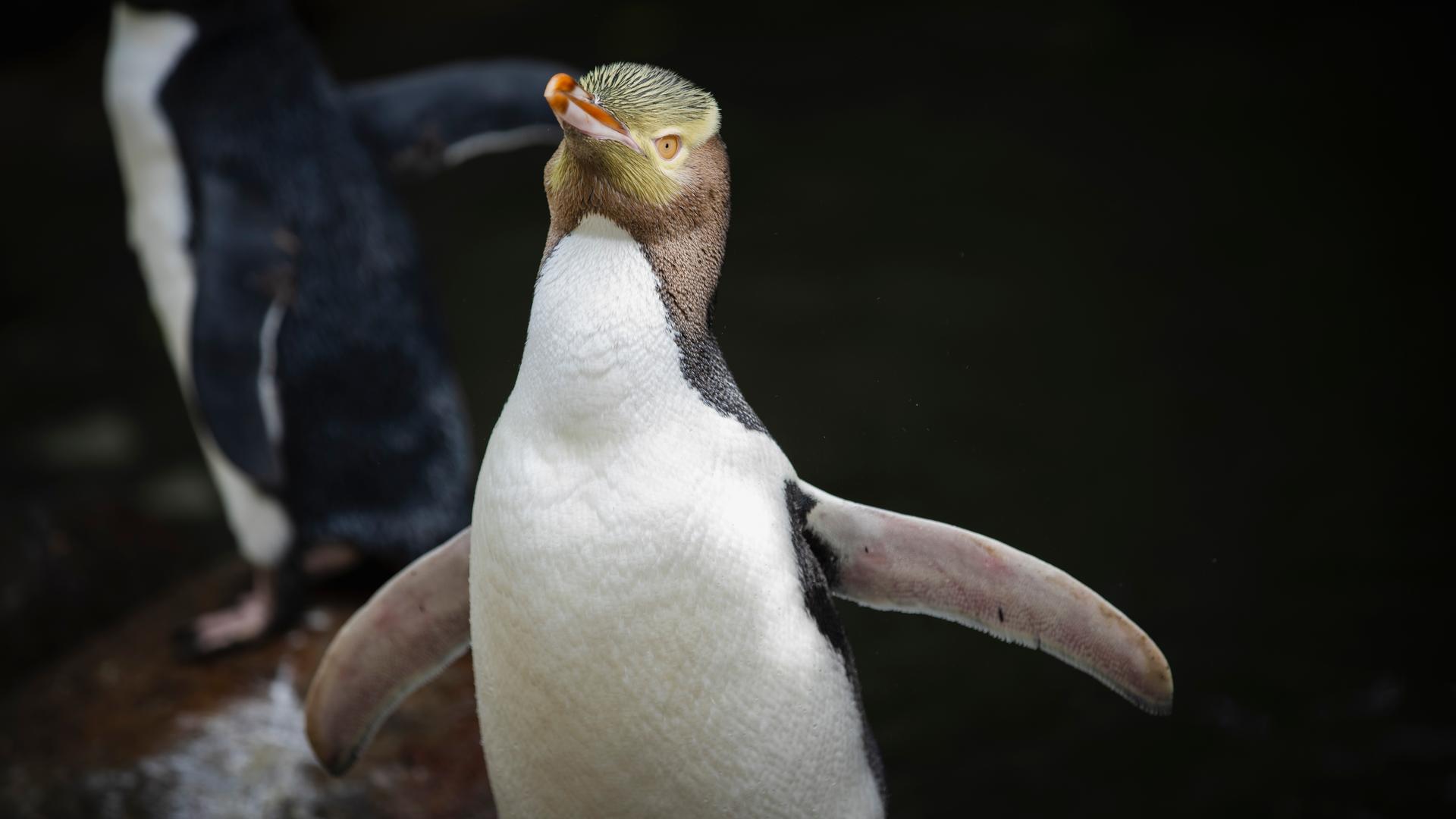 Gelbaugenpinguin mit ausgestreckten Flügeln.