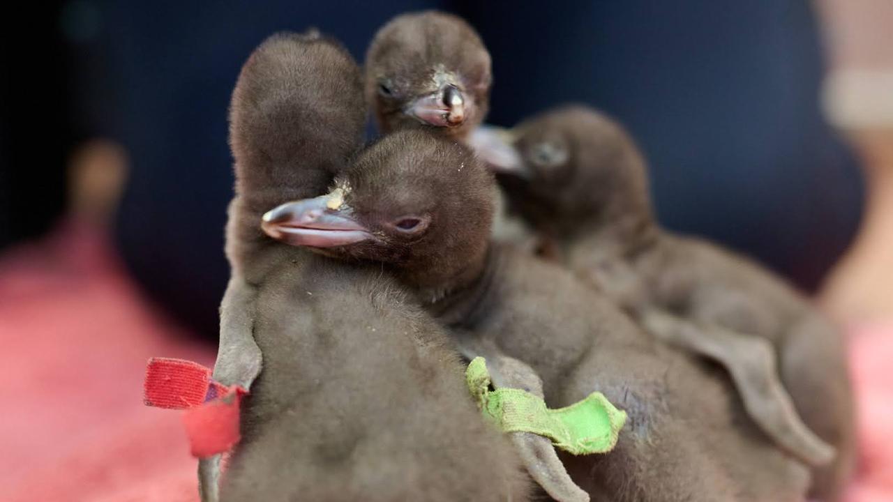 Vier braune Pinguinküken auf einem roten Handtuch