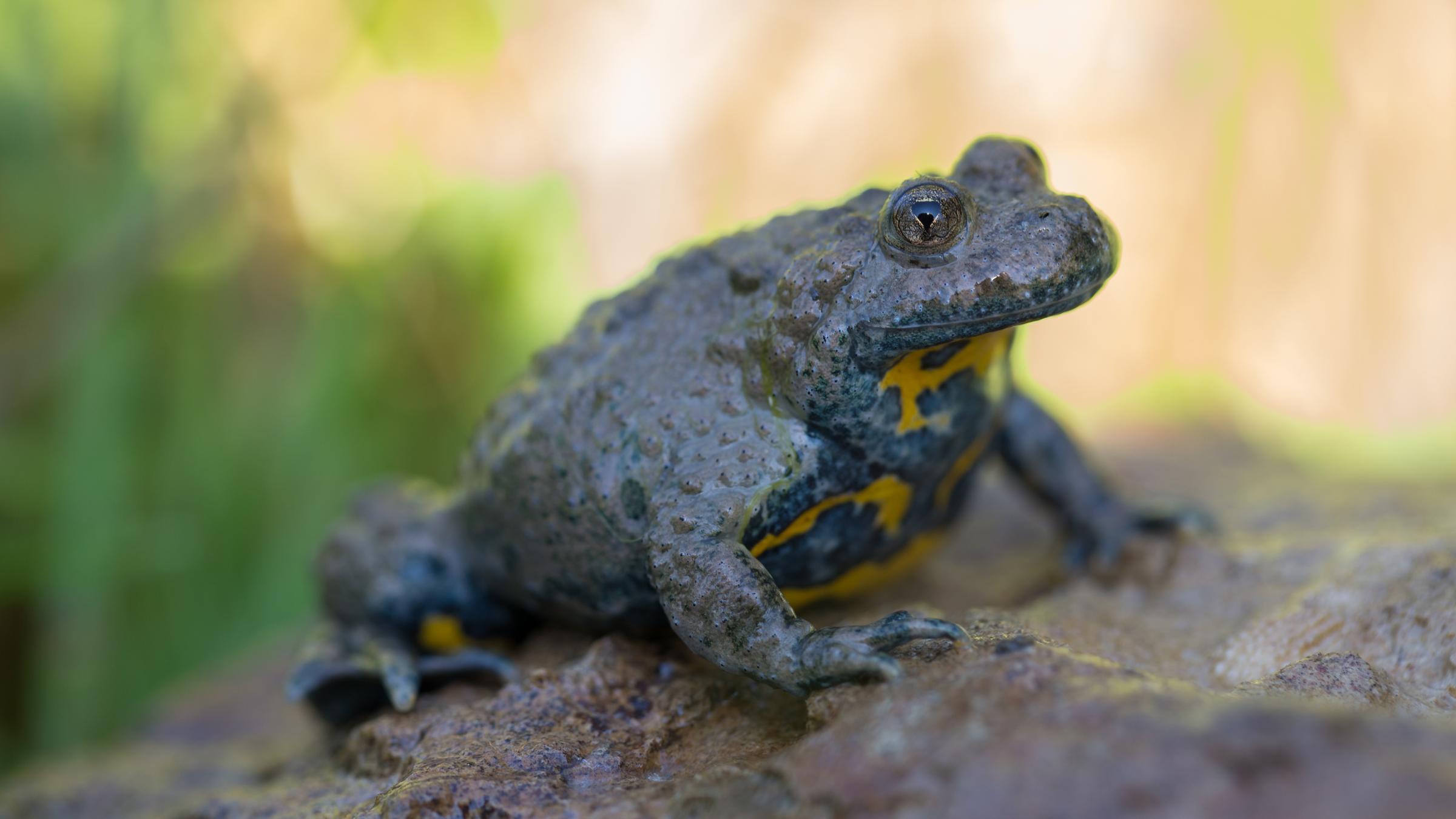Gelbbauchunke: Die Haut sieht giftig aus und ist es auch! Eine Berührung führt zu brennender Nase und Mund. Finger weg! Die Froschlurche sind selbst stark gefährdet - ihr Lebensraum schrumpft.