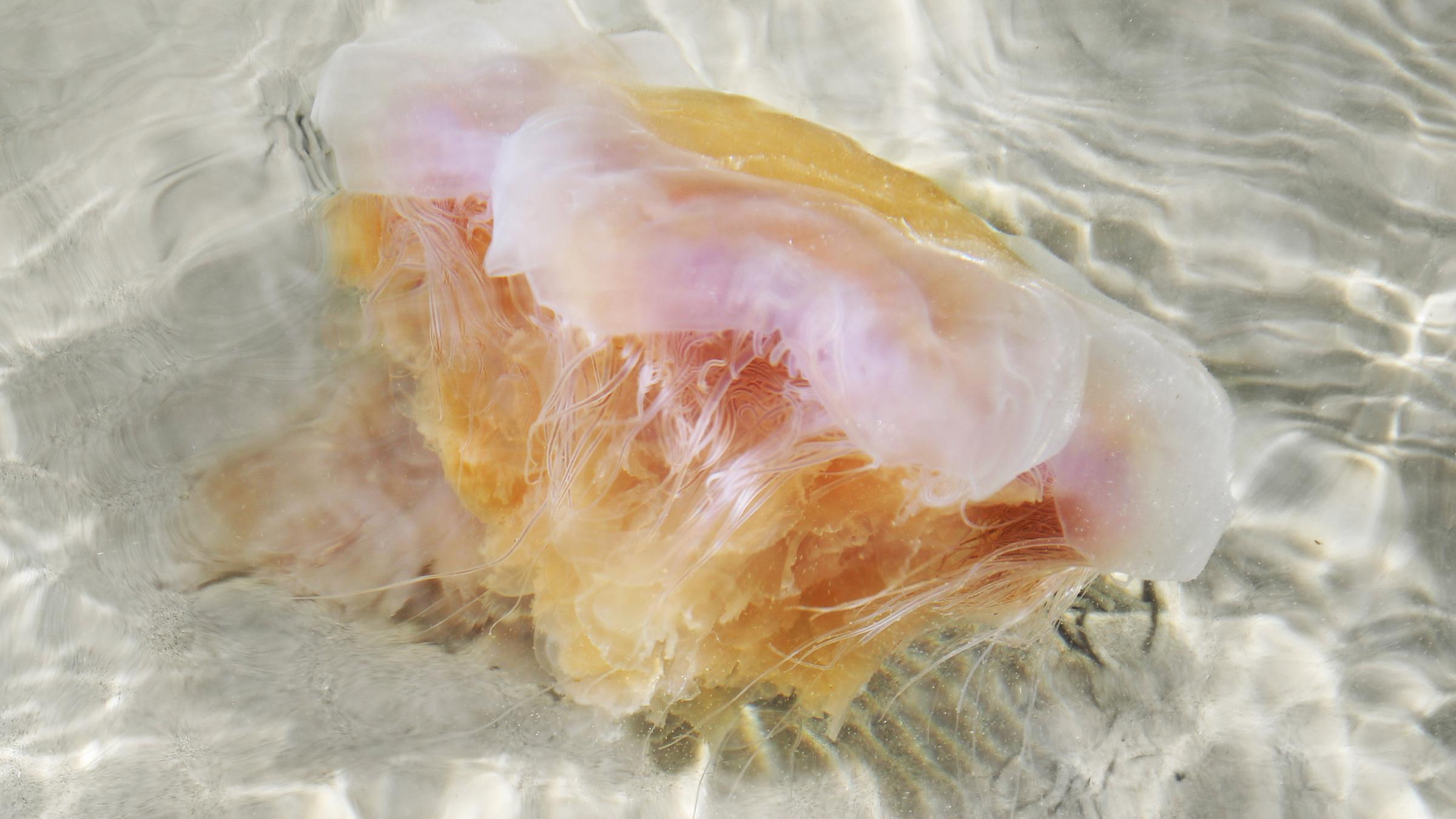 Eine orange-weißlich schimmernde Qualle liegt auf dem hellen Sand. 