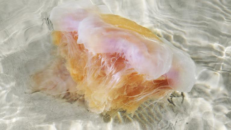 Eine orange-weißlich schimmernde Qualle liegt auf dem hellen Sand. 