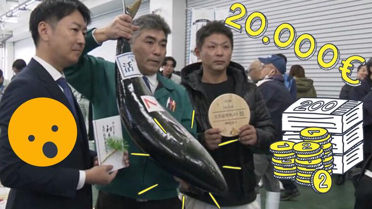 Gelbschwanzmakrele versteigert