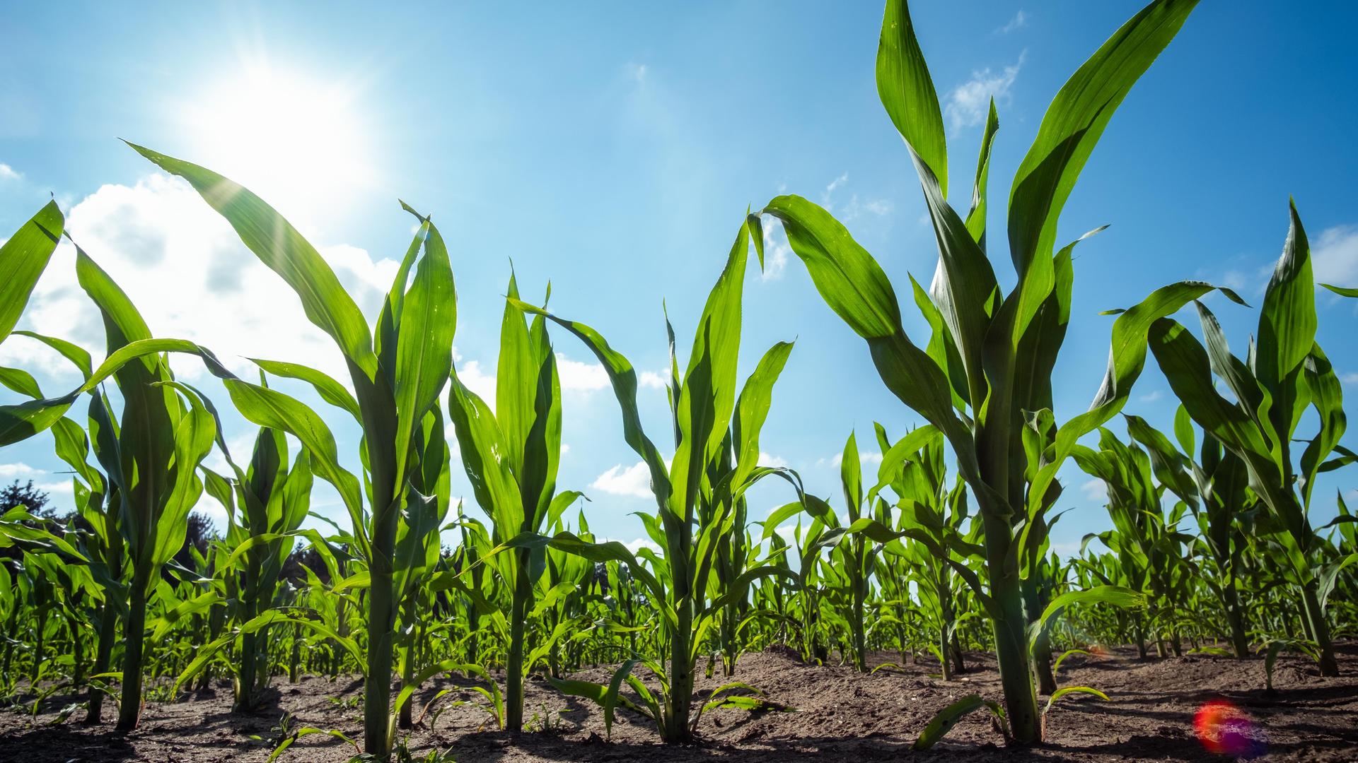 Maispflanzen wachsen auf einem Feld.
