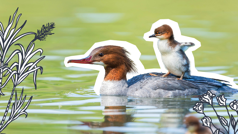 Ein Wasservogel mit einem Küken auf dem Rücken