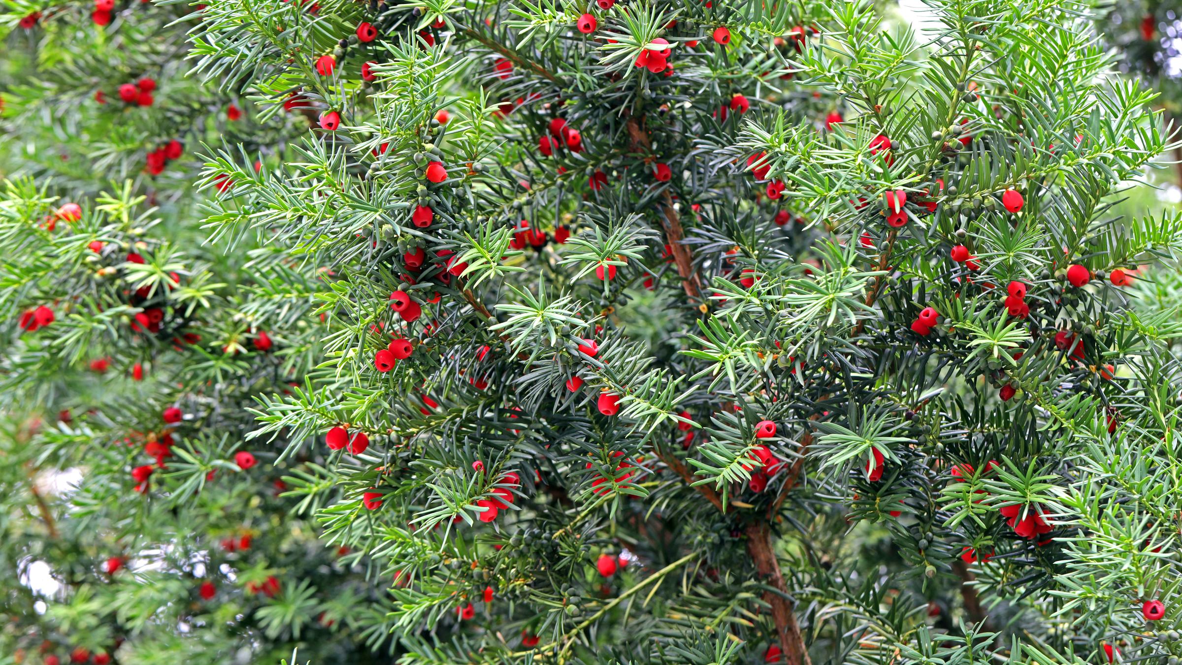 Kleine, leuchtend rote Beeren in einem dicht gewachsenen Nadelbaum. 