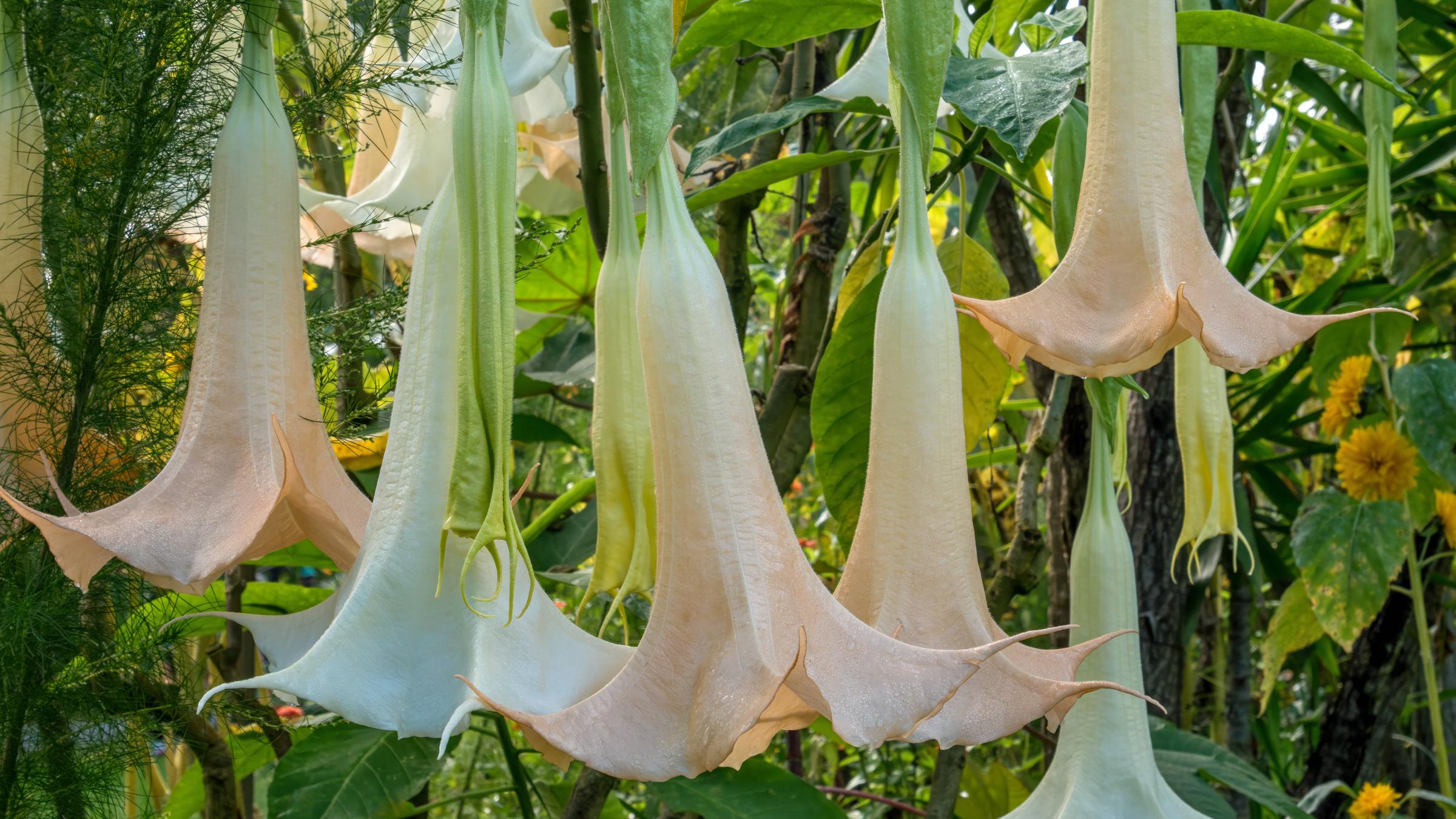 Große, trompetenförmige Blüten, die wie hängende Glocken von den Stängeln herabhängen. Die Blüten auf diesem Foto sind weiß und blassblau bzw. blassrot. 