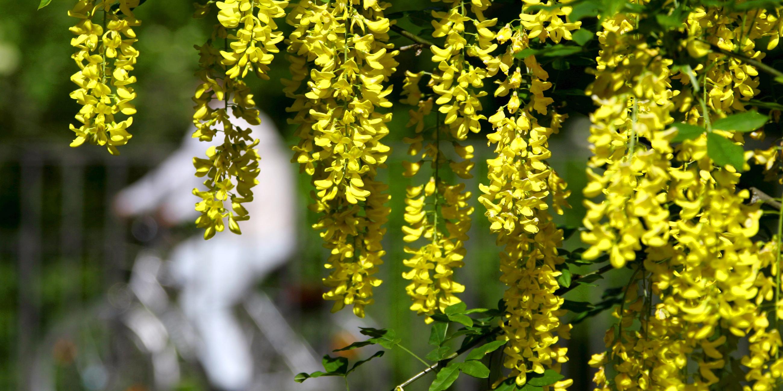 Die gelben Blüten der giftigen Goldregenpflanze. 