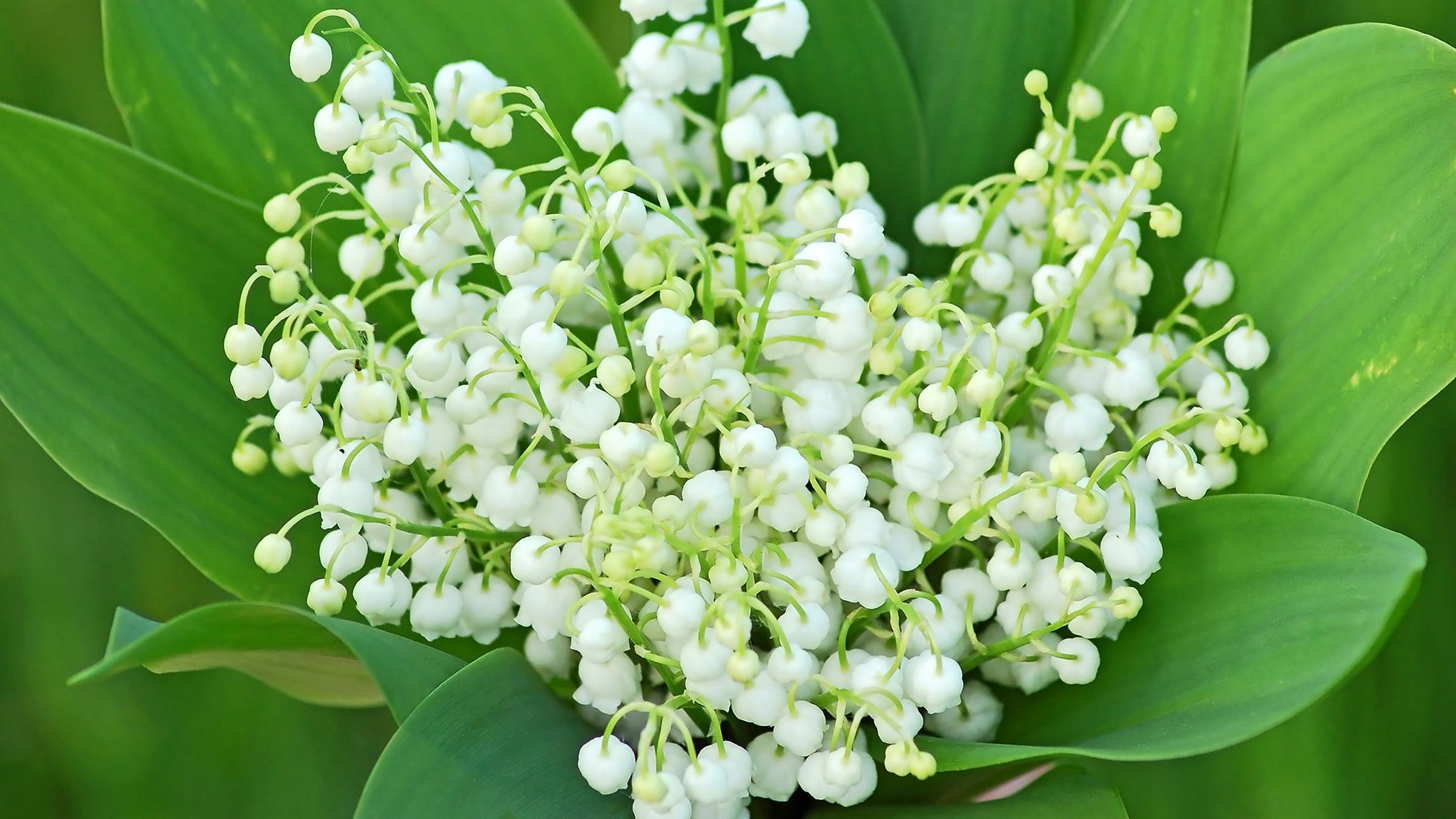 Glockenförmige, weiße Blüten, die in kleinen Trauben an dünnen Stielen hängen, umgeben von breiten grünen Blättern.