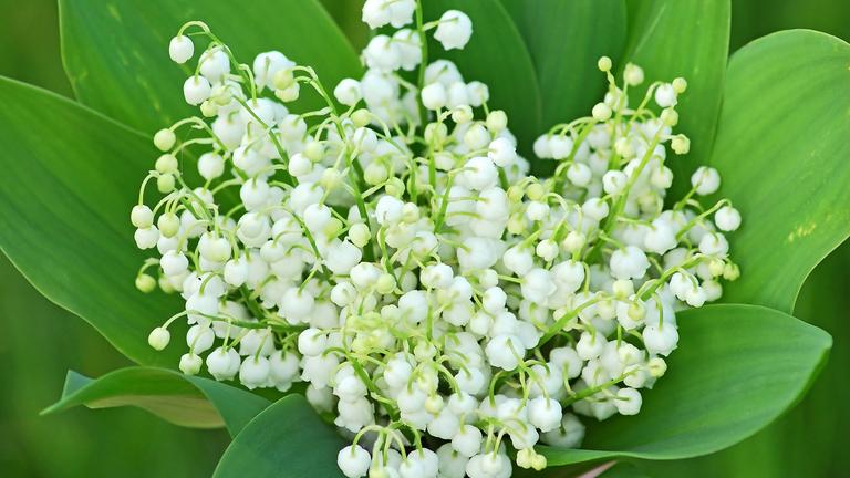 Glockenförmige, weiße Blüten, die in kleinen Trauben an dünnen Stielen hängen, umgeben von breiten grünen Blättern.