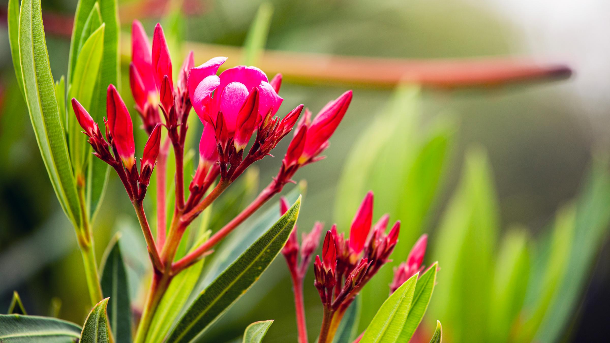 Die dichten, kegelförmigen, roten Blüten der Oleander-Pflanze.