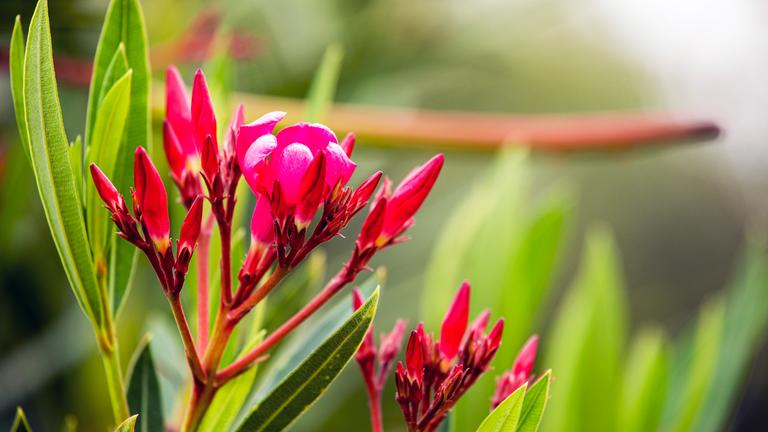 Die dichten, kegelförmigen, roten Blüten der Oleander-Pflanze.