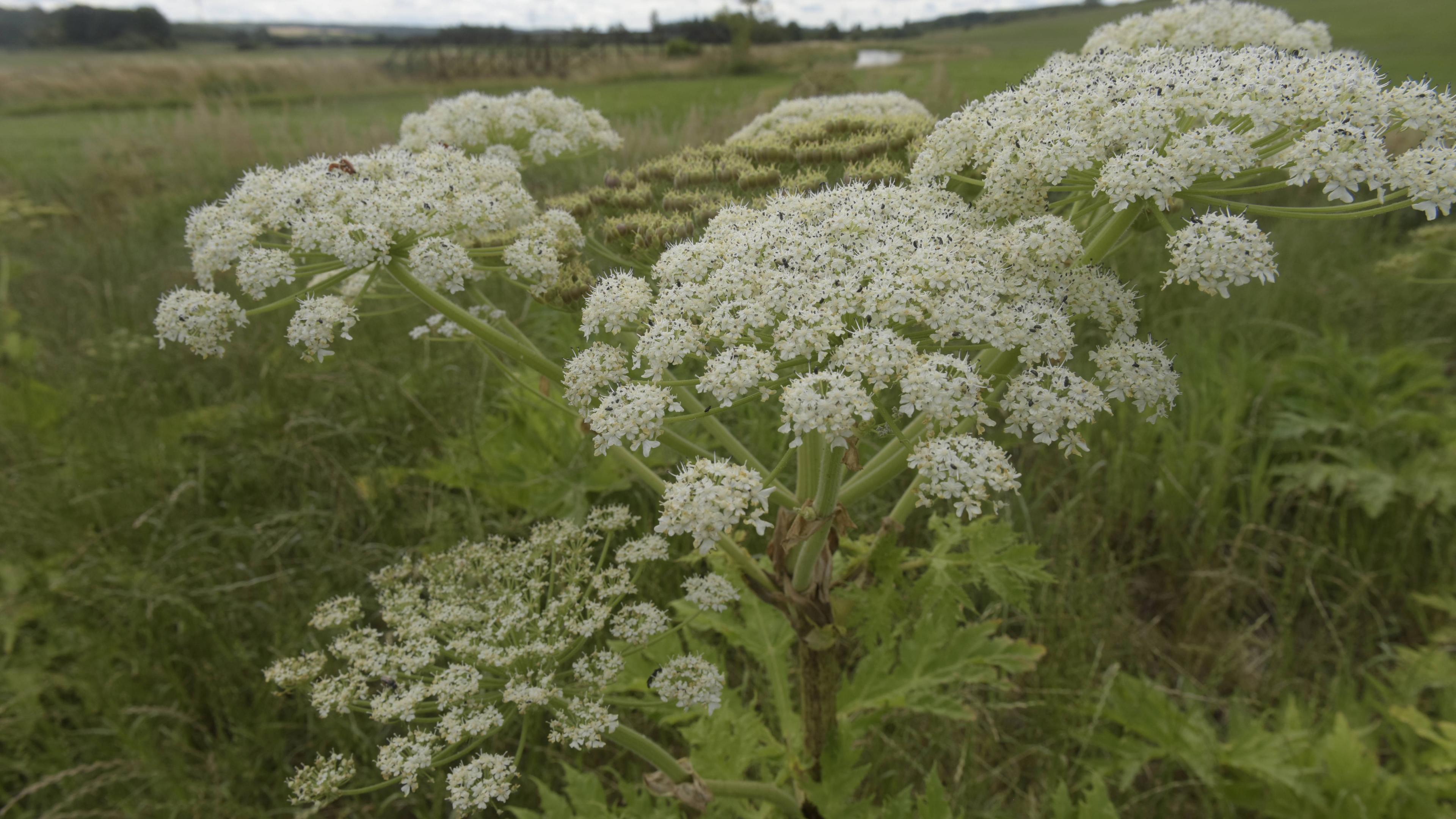 Ein riesiger, kräftiger Strauch mit zahlreichen kleinen, weißen Blüten.