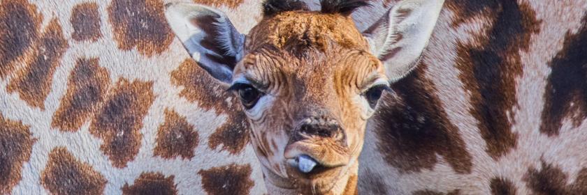 Giraffe streckt die Zunge raus