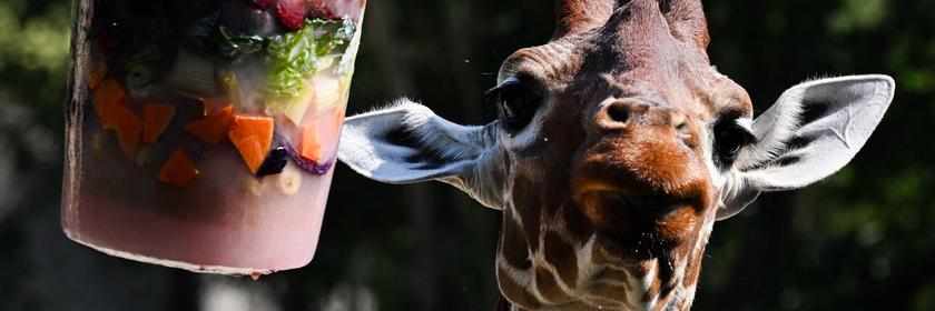 Eine Giraffe leckt an einem Eis aus verschiedenen Früchten. 