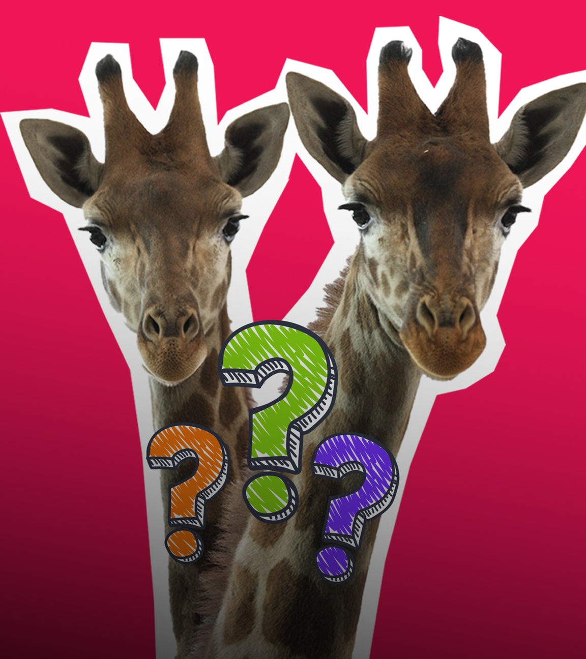 Mehrere Giraffen als Coutout auf rotem Hintergrund, dazu mehrfarbige Fragezeichen. 