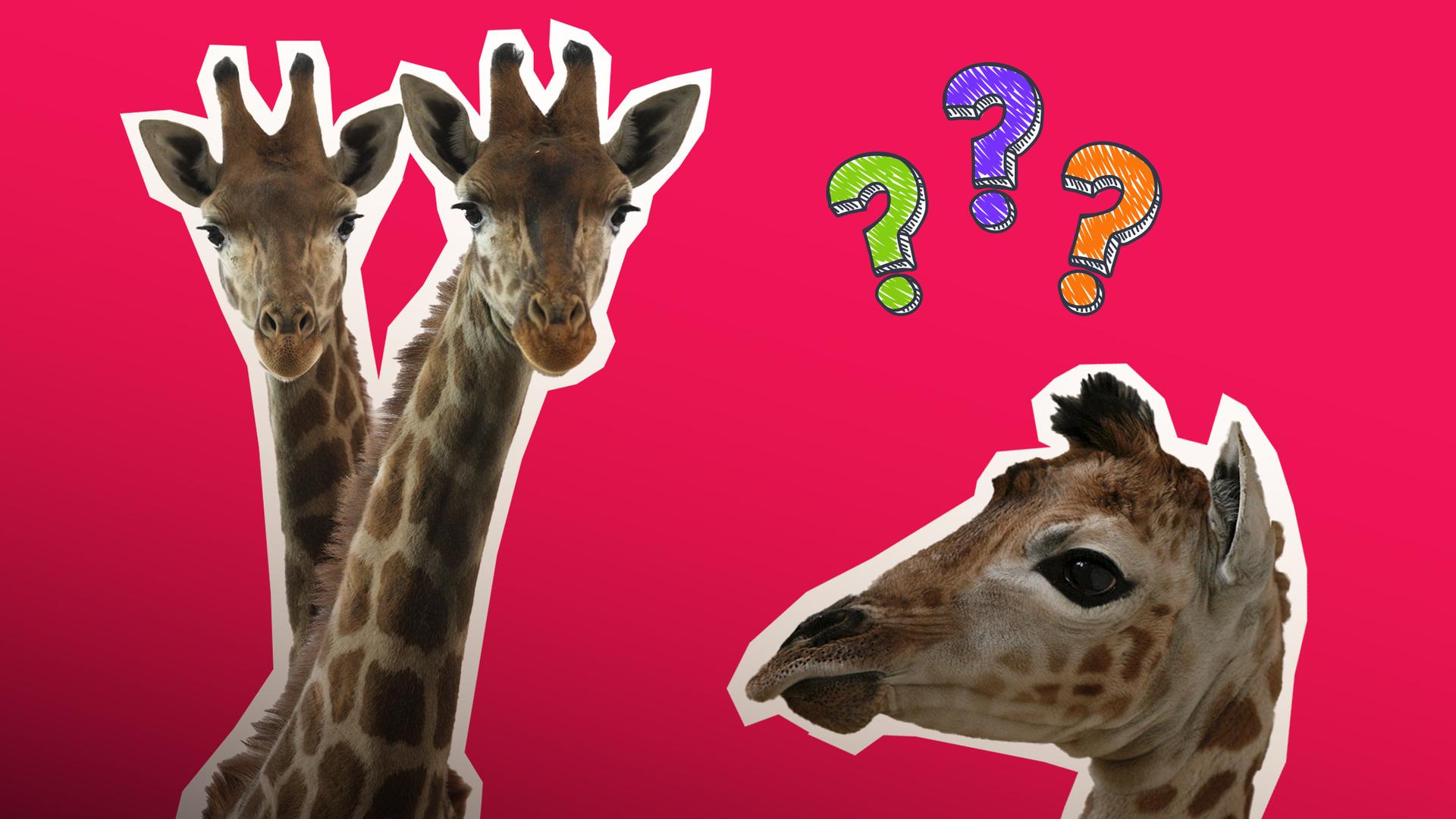 Mehrere Giraffen als Coutout auf rotem Hintergrund, dazu mehrfarbige Fragezeichen. 