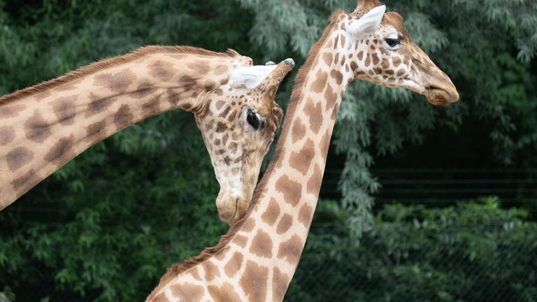 Zwei Giraffen im Zoo Dresden.