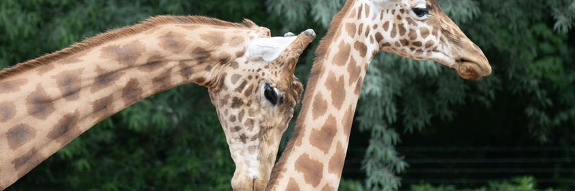 Zwei Giraffen im Zoo Dresden.