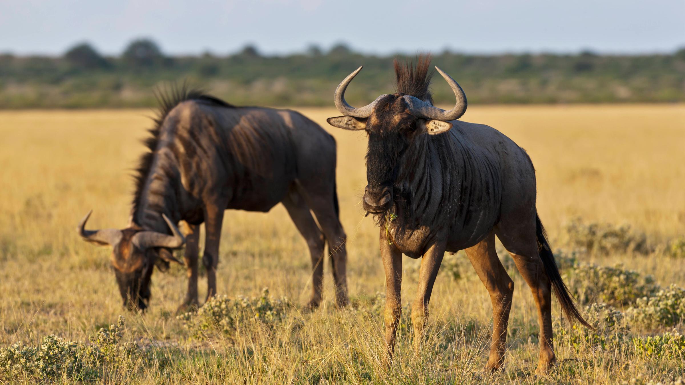 Gnu