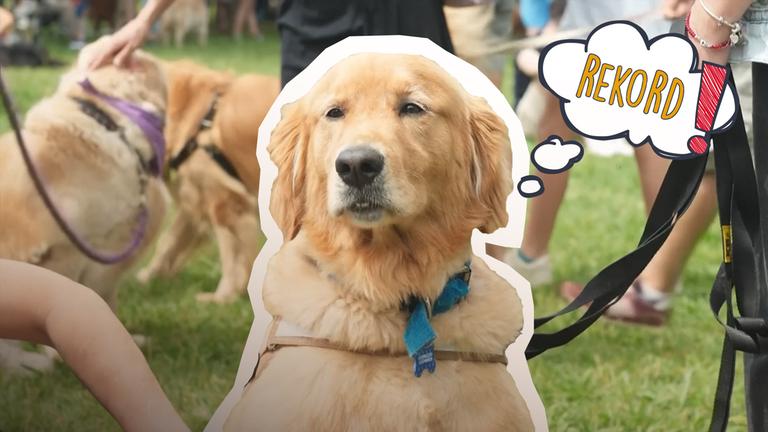 Ein sitzender Golden Retriever über ihm eine Gedankenblase mit "REKORD".