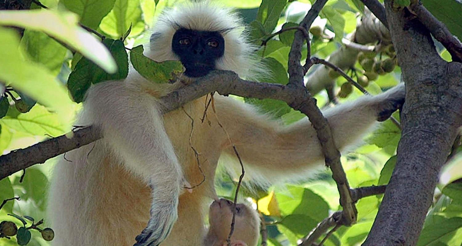 Ein Goldlangur mit seiner Mutter