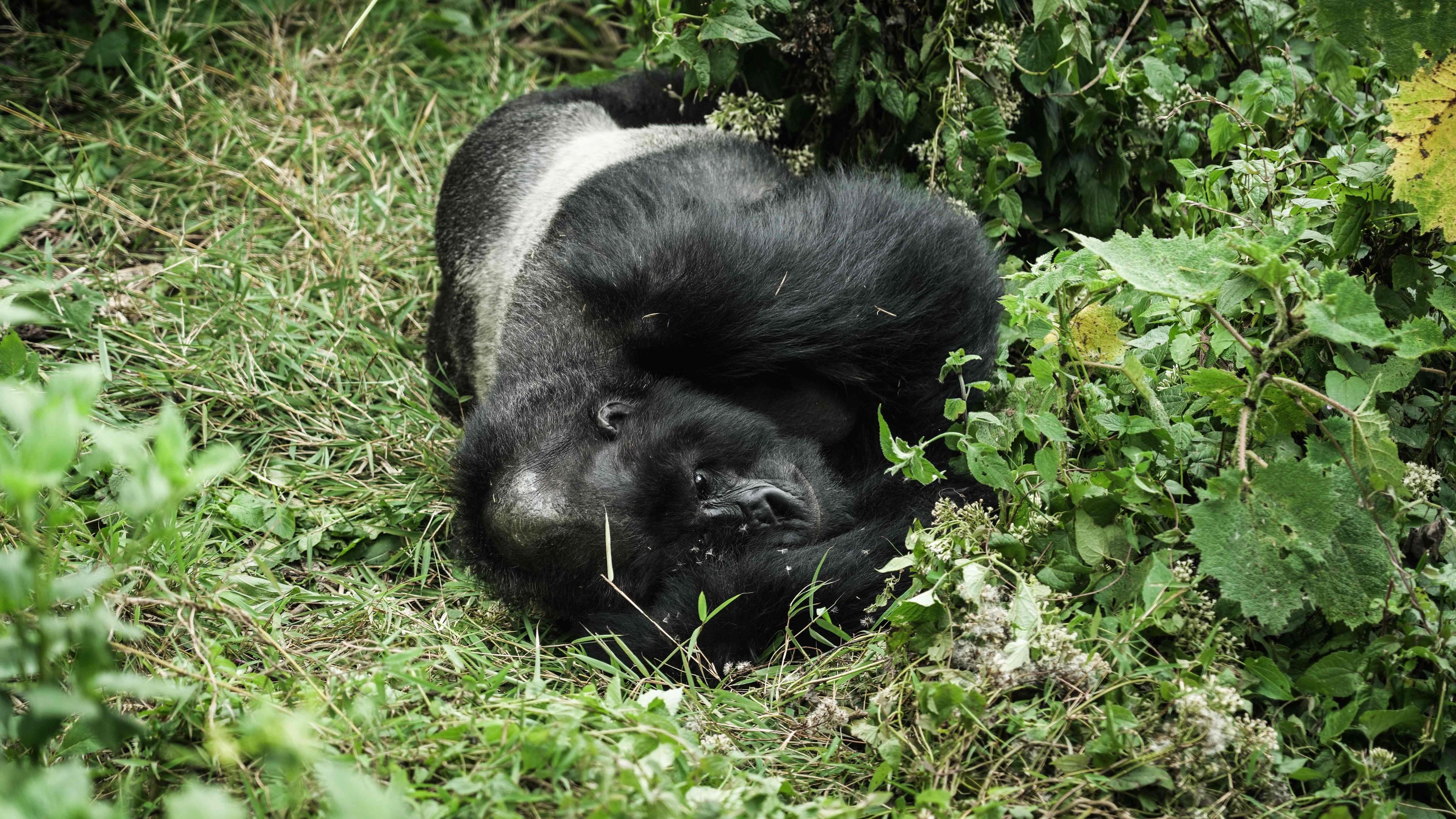 RWANDA-UNESCO-CONSERVATION-GORILLAS