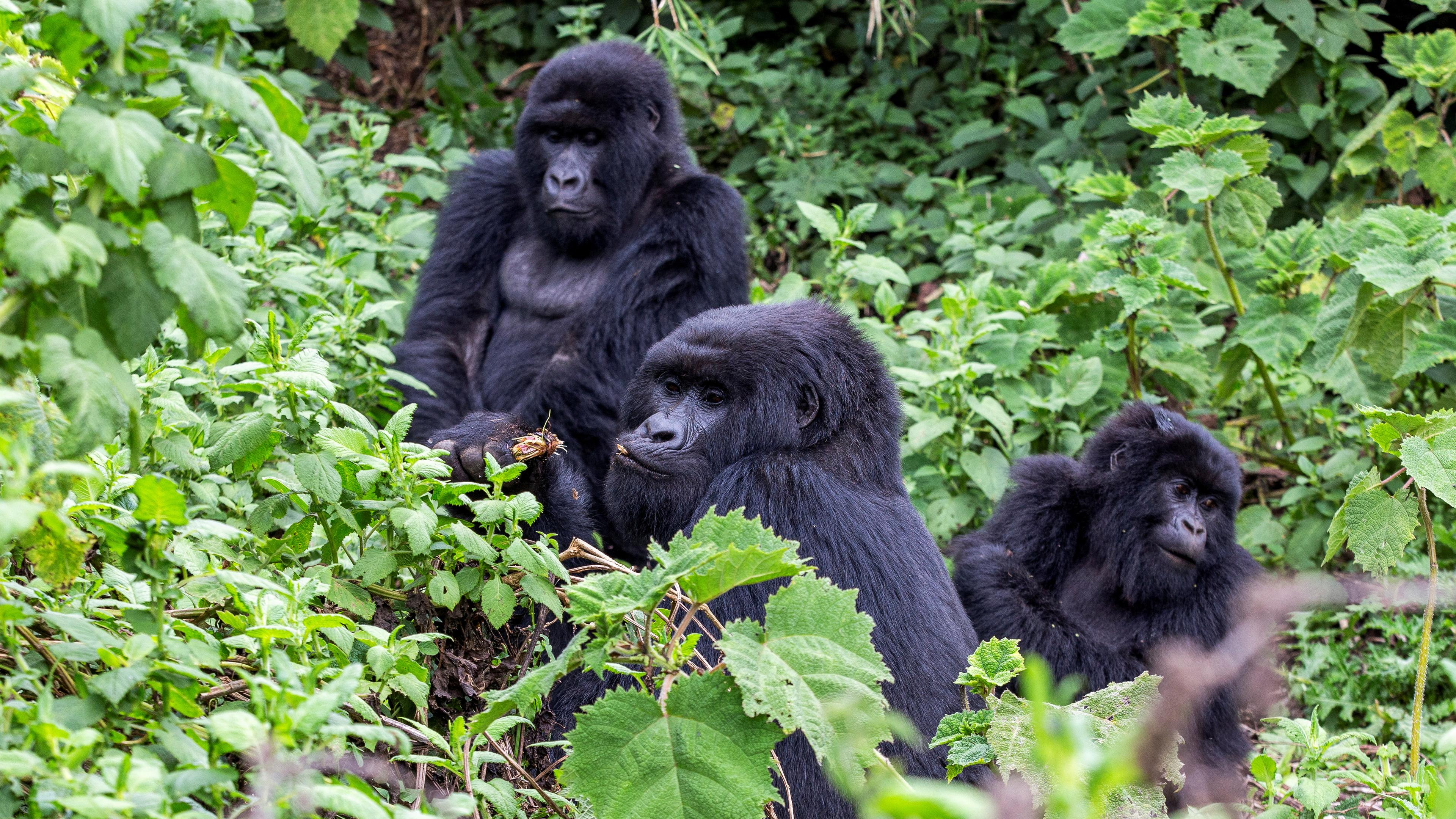 Endangered high mountain gorillas eat in the forest within the Volcanoes National Park near Kinigi, Musanze District,