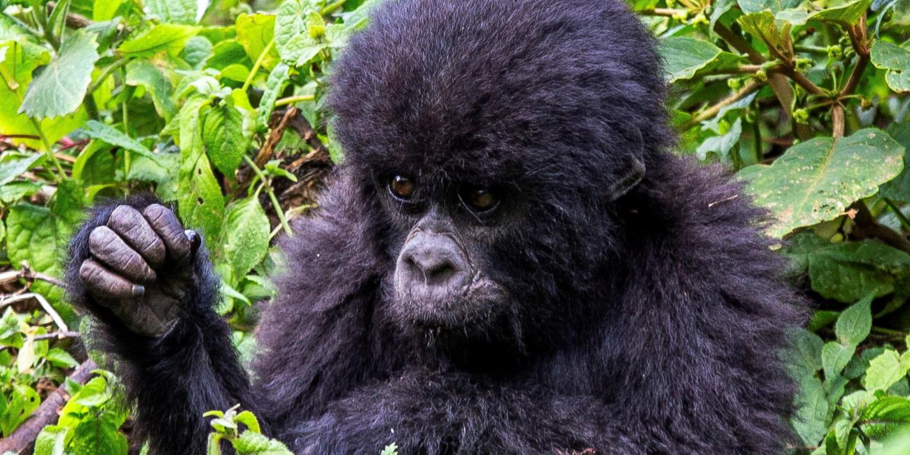 An endangered high mountain baby gorilla is seen in the forest within the Volcanoes National Park near