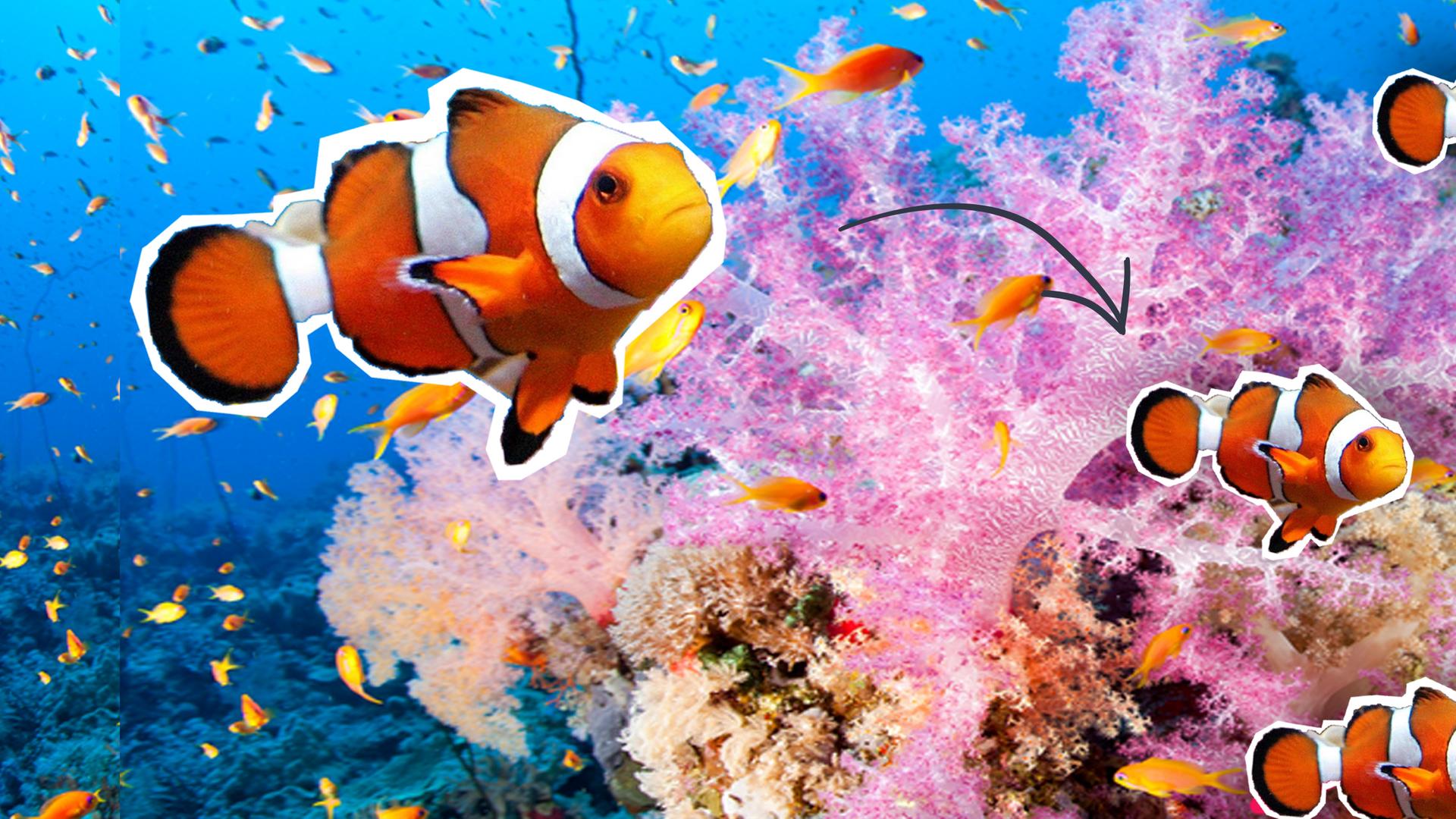 Grafik: Clownfische unter Wasser