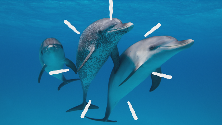 Drei Delfine im Wasser 