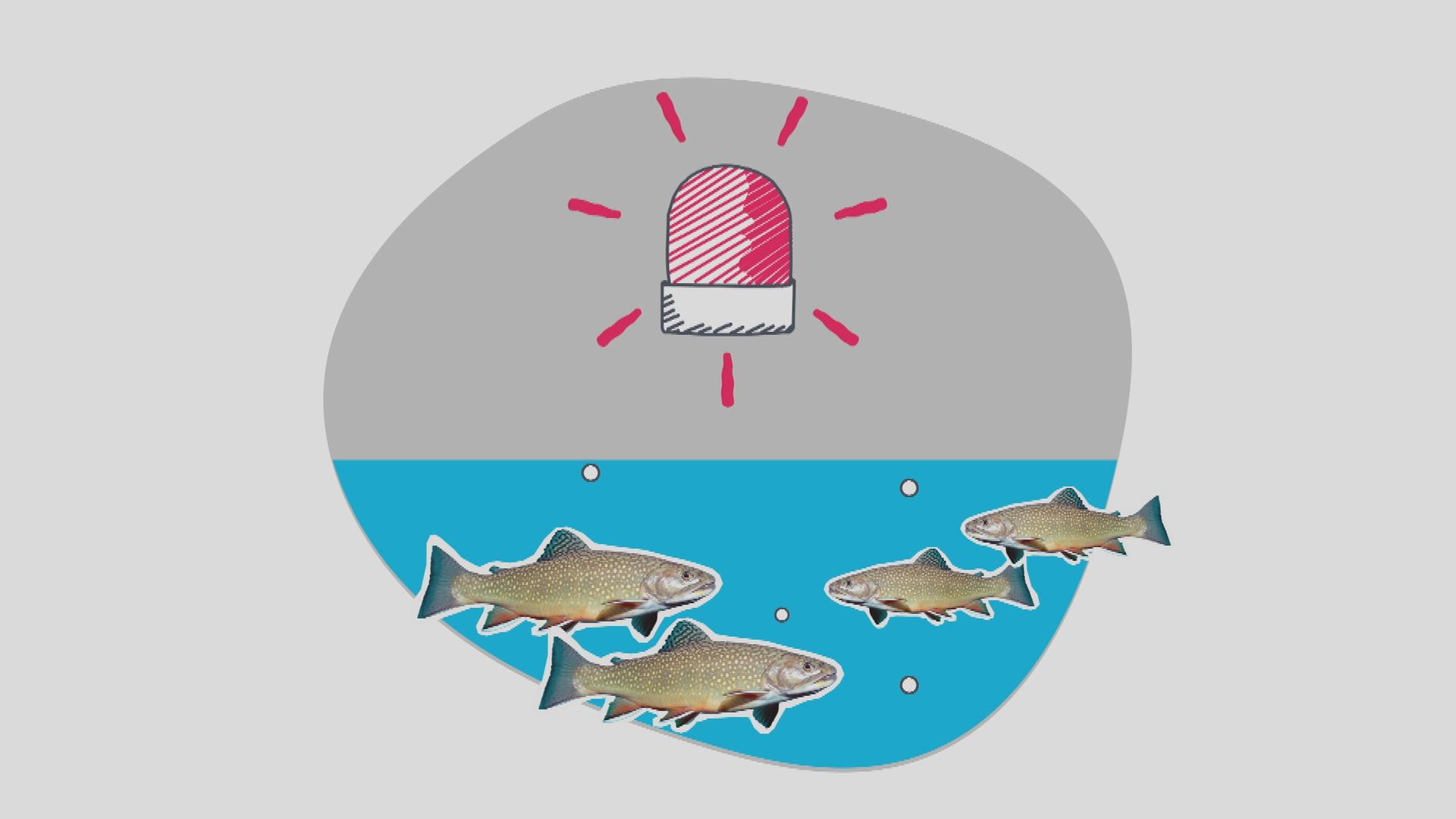 Fische - Grafik